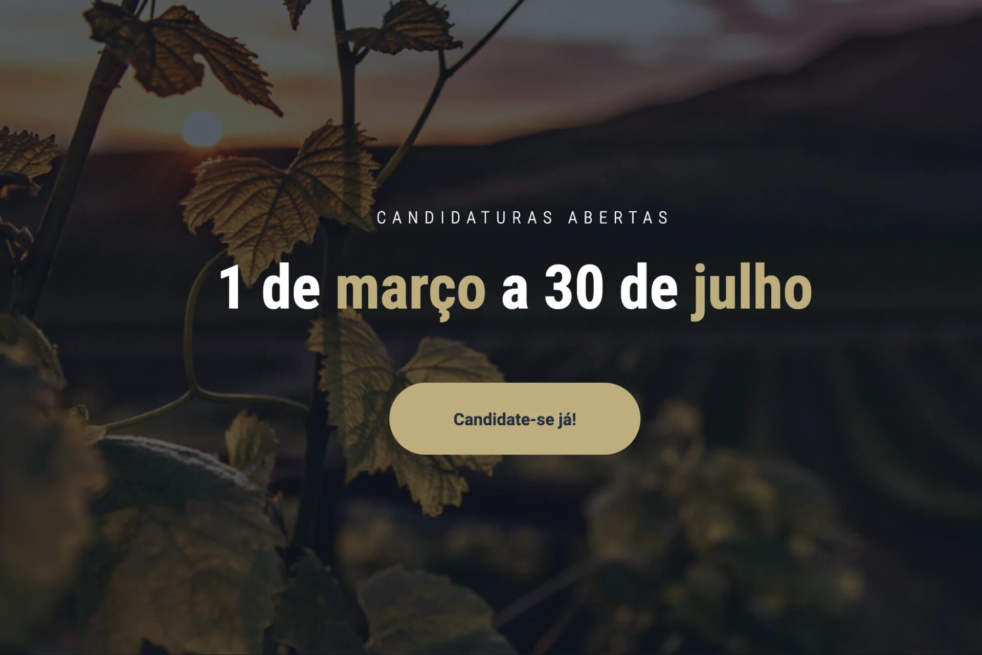 Prémio Vinha Douro 2023: Tudo o que Precisa Saber Sobre a 1ª Edição